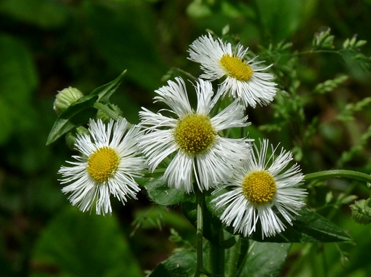{Erigeron philadelphicus}
